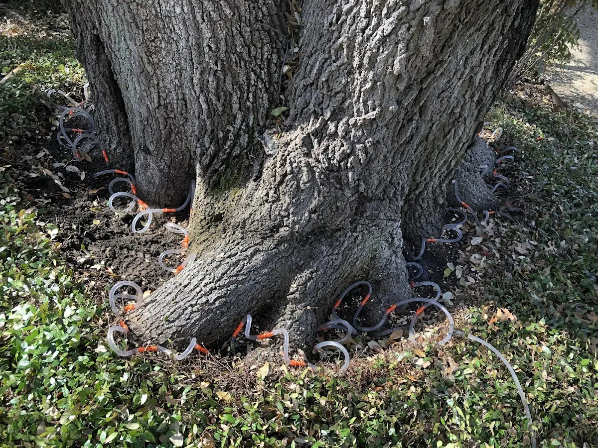 Detailed Tree Cabling and Bracing job site in Showell
