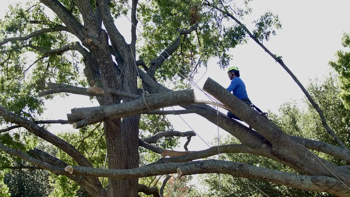 Professional Crown Thinning performed by certified arborists in Showell